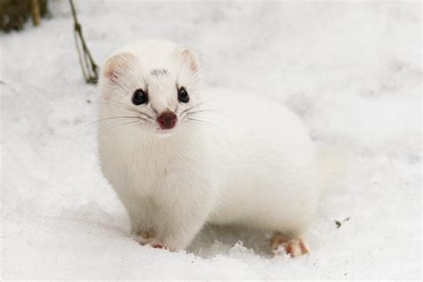 Winter Weasel Being Wiped Out By Predators Because Global Warming Has