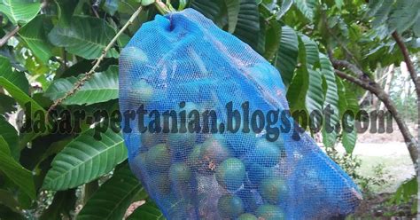 Temukan tips mencegah penyakit akibat bakteri di artikel ini. Cara Mencegah Agar Buah Matoa Tidak Diserang Hama dan ...