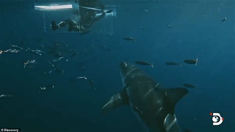 terrifying moment great white shark rises just like jaws and smashes through dive cage daily