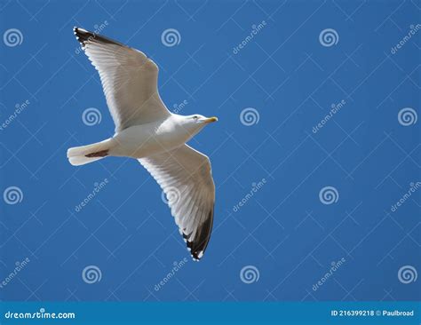 Herring Gull In Flight Searching For Food Stock Photo Image Of Perch