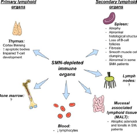 Possible Mechanisms Leading To Small Spleens In Sma Mice And Its