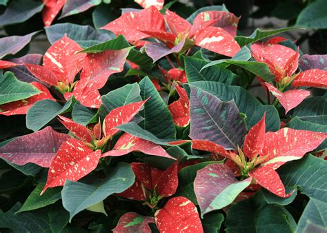 Poinsettia Choices Are Ready For Christmas Mississippi State