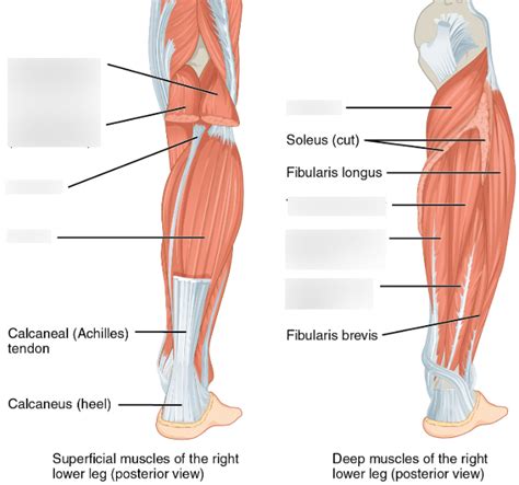 Posterior Leg Muscles Deep And Superficial Diagram Quizlet