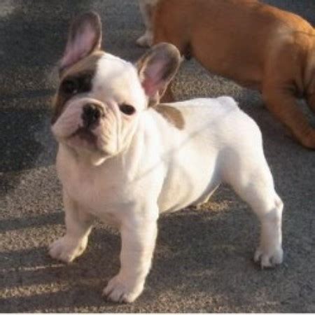 Also photos of rare color french bulldogs / frenchies such as chocolate , blue, blue tri colors. Poetic French Bulldogs, French Bulldog Breeder in Pompano ...