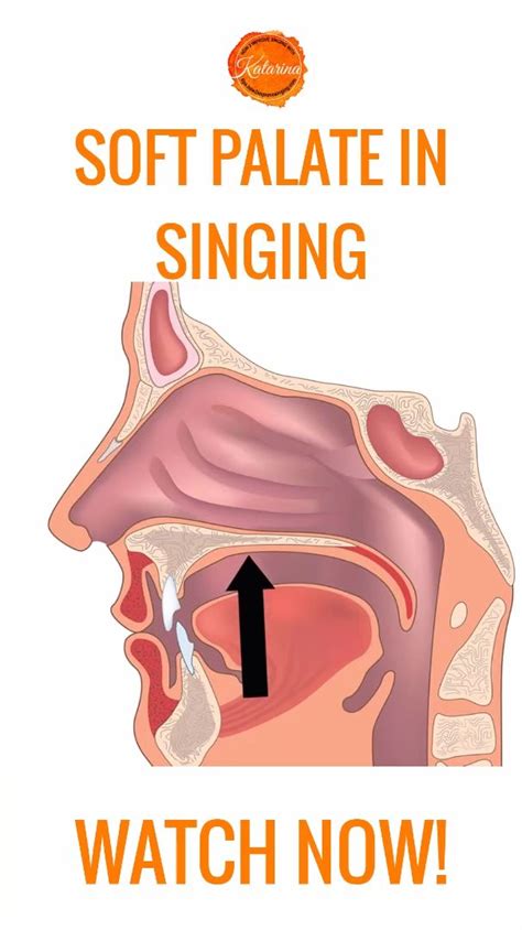 The Role Of The Soft Palate In Singing Learn How To Lift The Soft