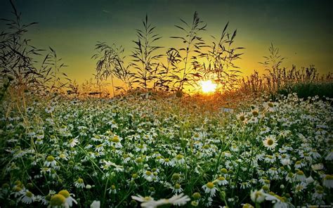 Grass Chamomile Sunset Summer Wildflower D Wallpaper 1920x1200