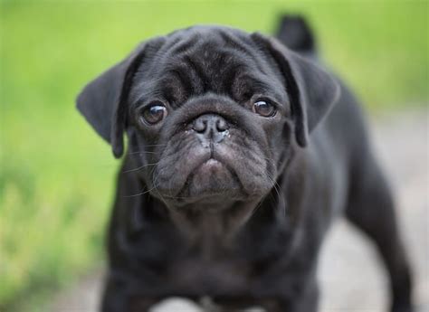Black Pug Owners Guide Our Fit Pets