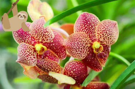 Costa Rica Orchids 2 — Monteverde Tours Cr