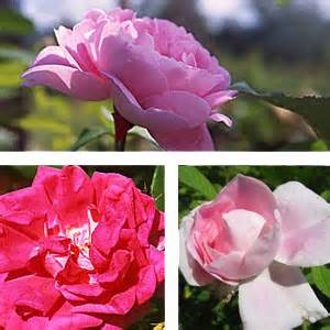It's something she can revisit throughout the grieving process. Grief & Loss Rose Trio | Green Hope Farm Flower Essences