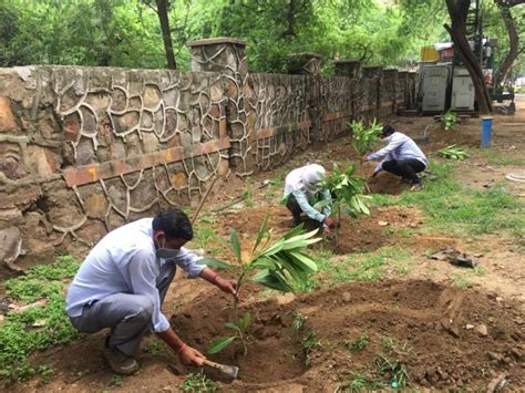 Over 25000 Saplings Of Trees And Shrubs Planted During Massive Tree