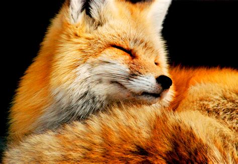 47 Fox Desktop Wallpaper Wallpapersafari