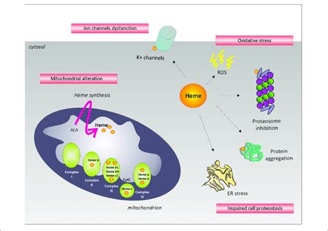 Potential Mechanisms Leading To Neurodegeneration The Picture