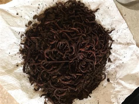 1000 Red Composting Worm Mix Uncle Jims Worm Farm