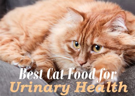 Diet influences the urinary ph and affects the way that crystals form in the urinary tract. The 8 Best Cat Food for Urinary Tract Health 2020 [Prevent ...