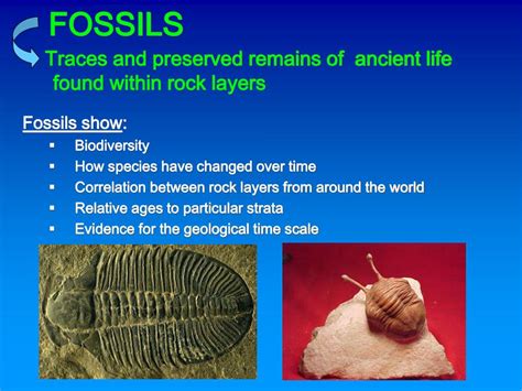 Ppt Fossils And Relative Dating Powerpoint Presentation Free Download Id 2982559