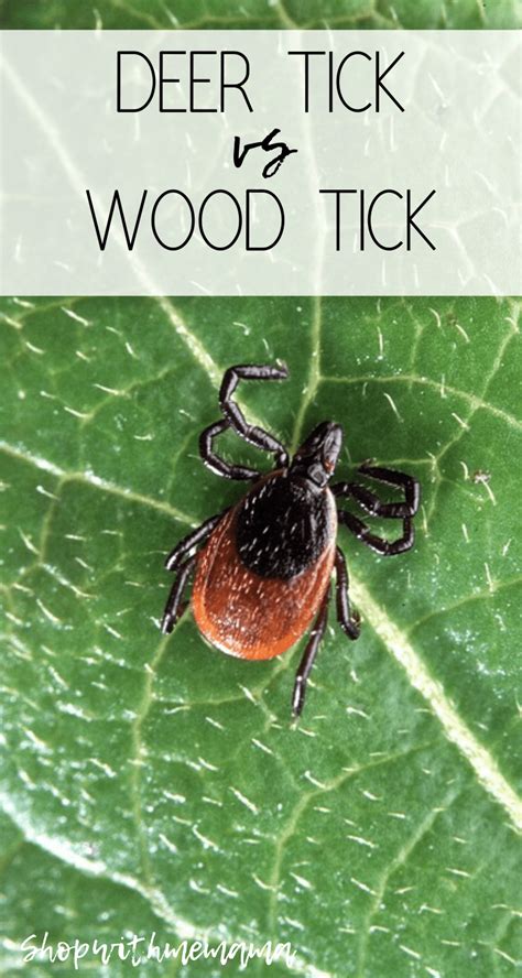 A Tick Sitting On Top Of A Leaf With The Words Deer Tick Vs Wood Tick