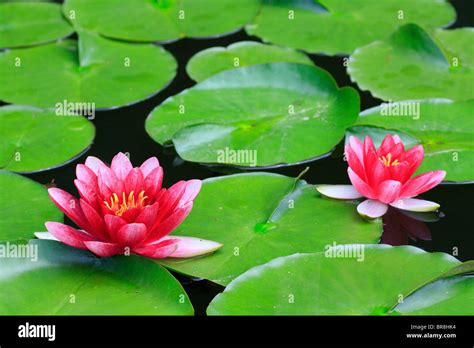 Water Lilies Hi Res Stock Photography And Images Alamy