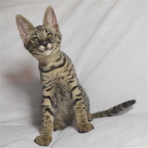 Because of fertility issues with these crossbred males, the savannah cat is. F2 Savannah Kittens Available in Ohio Savannah Cats Call ...