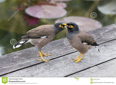 Two Hill Mynah Birds Gracula Religiosa Bird The Most