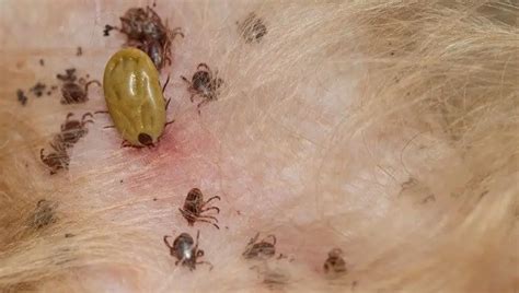 Seed Ticks On Dogs How Do You Get Rid Of Them Petculiars