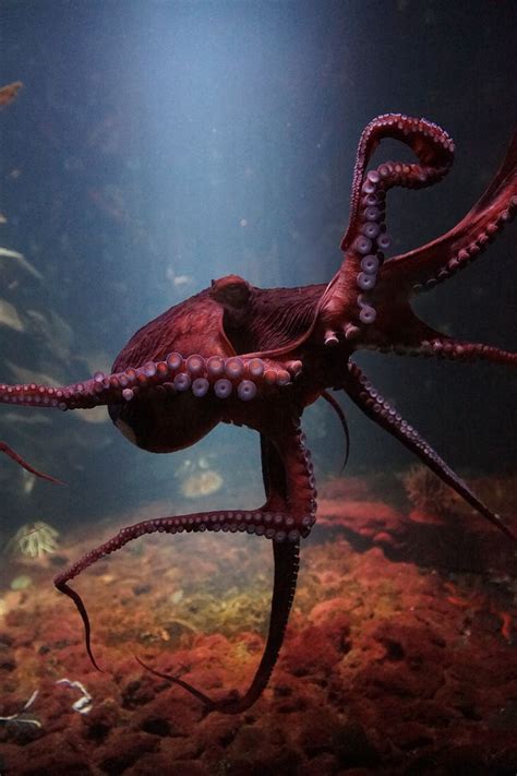 Octopus Sea Life Underwater Ocean Fauna Water Invertebrate