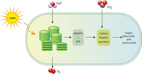 Plant cells unlike animal cells are characterized by the presence of a. Darwin's Disciples - Maintaining Homeostasis (Cellular ...