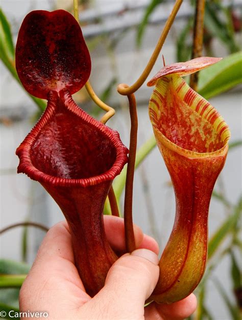 It has two larger pitchers,three medium ones, and i can not count all the tiny upper pitchers! Nepenthes ventricosa x lowii - Carnivero