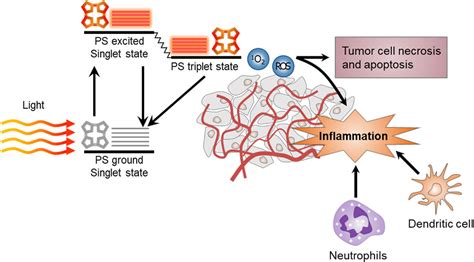 Pdf Combination Of Photodynamic Therapy Pdt And Anti Tumor Immunity In Cancer Therapy