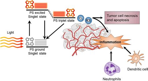 Pdf Combination Of Photodynamic Therapy Pdt And Anti Tumor Immunity