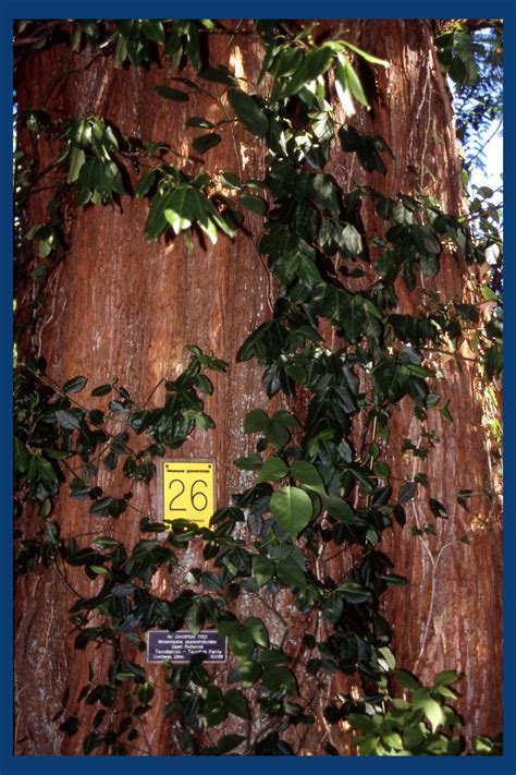 We did not find results for: Bald Cypress vs. Dawn Redwood Bark