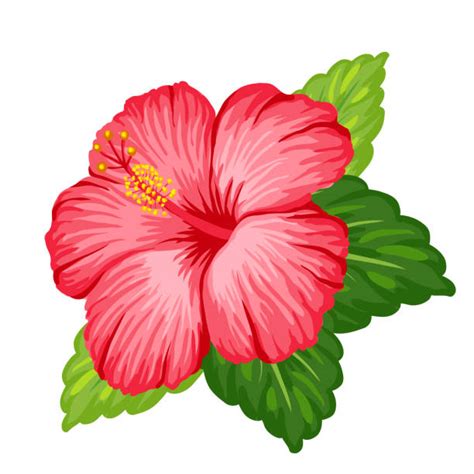 Gambar Cartoon Hibiscus Flower Free Download Clip Art