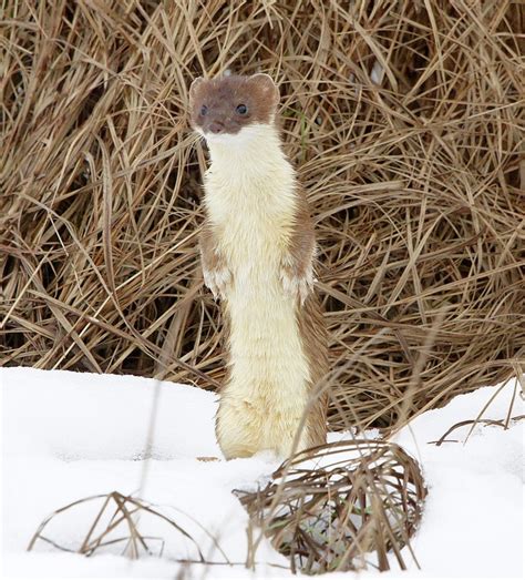 26 Best Images About Stoat Mustela Erminea Stoats