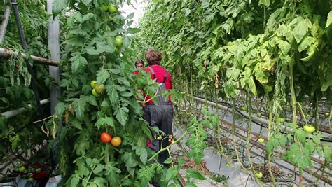 Farmers Picking Tomato In A Greenhouse Tomato Harvest In A Greenhouse