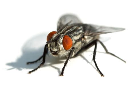 Big Black Fly With Red Eyes Stock Photo Download Image Now Istock
