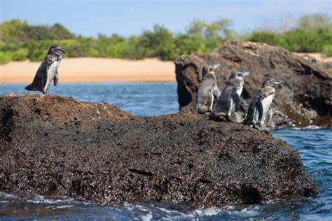 Pingüino De Galápagos De 17 Años Da Nuevas Esperanzas A Esta Especie