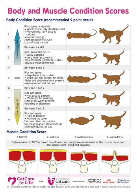 Ideal cat size, weight & body shape. I want to feed my grown 9.7 lb 2 year old male indoor cat ...
