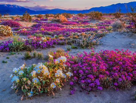 Southern Ca Desert Wildflowers 2019 California Wildflowers