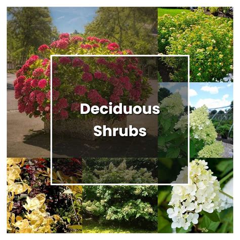 How To Grow Deciduous Shrubs Plant Care And Tips Norwichgardener