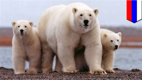 Ilmuan Dikepung Beruang Kutub Lapar Di Kutub Utara Tomonews Youtube
