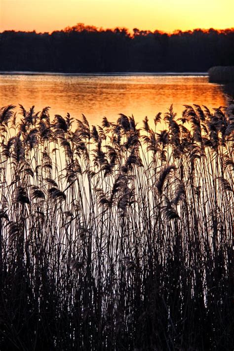 Reeds And Rushes On A River Bank At Sunset Stock Photo Image Of