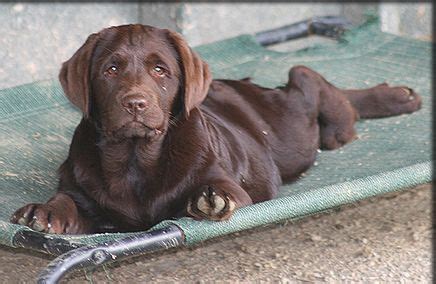 A silver lab puppy is actually a faded chocolate lab. california chocolate cute labrador puppies (With images ...