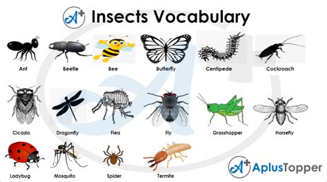 Insects Vocabulary English Name Of Insects Vocabulary With