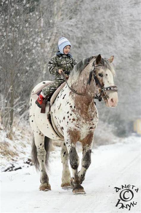 48 Best Clydesdale Horses In Snow Images On Pinterest