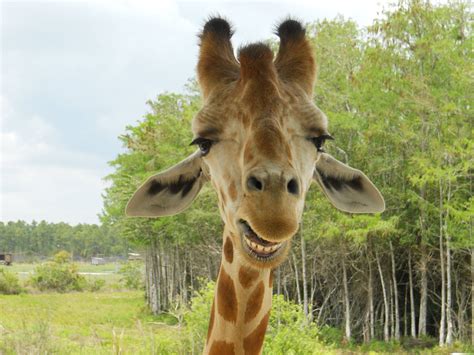 Check spelling or type a new query. Lion Country Safari in West Palm Beach, FL is where I ...