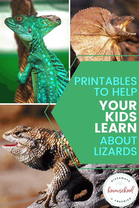 Printables To Help Your Kids Learn About Lizards Homeschool Giveaways