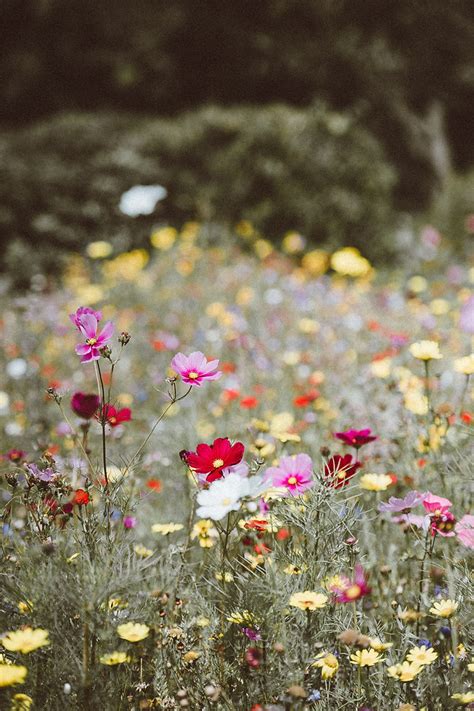 Help The Bees Plant Wildflowers