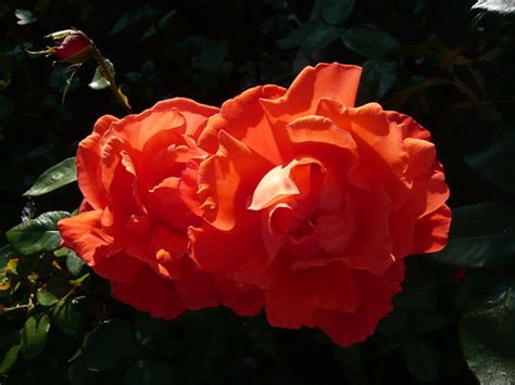 Super Star Rose Of September Gardeners Tips