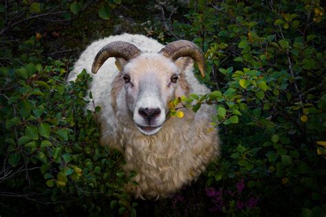 Free Images Vertebrate Mammal Goats Argali Barbary Sheep Feral