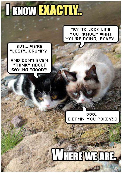 Pokey And Tardar Sauce Grumpy Cat Quotes Grumpy Cat Meme Grumpy Cat