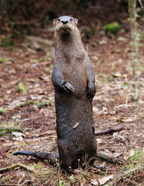 River Otter Standing Photograph By Paulette Thomas Fine Art America